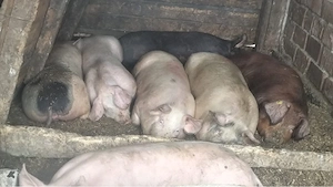 Porci 50-150 kg preț de la 800 lei 