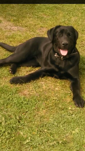 Cățelușa labrador retriver 