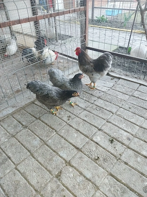 Wyandotte Albastru pitic  - imagine 2