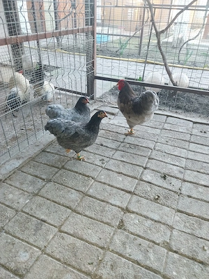 Wyandotte Albastru pitic 