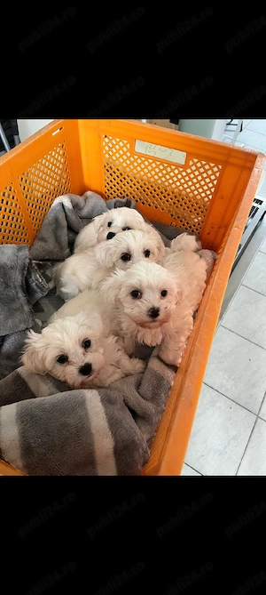 Bichon maltez 