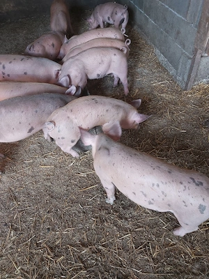 purcei  de vanzare  - imagine 3