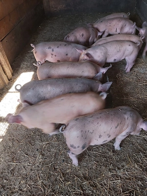 purcei  de vanzare  - imagine 4