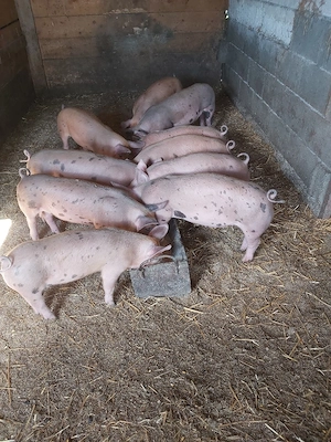 purcei  de vanzare  - imagine 2