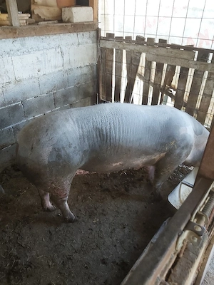 purcei  de vanzare  - imagine 5