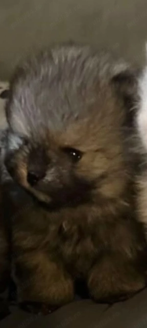 Pui Pomeraniani  - imagine 2