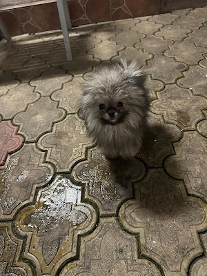 Pui Pomeraniani  - imagine 3