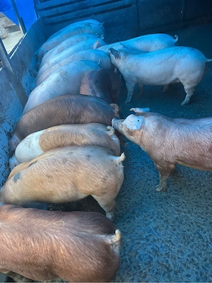 Oferta Porci 10 Lei - imagine 2