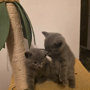 Pui british baietei - imagine 3