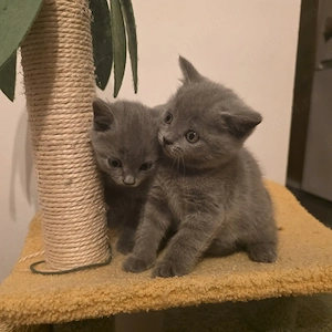 Pui british baietei - imagine 4