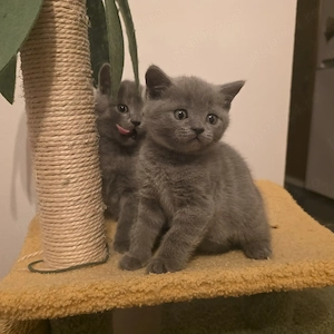 Pui british baietei - imagine 2