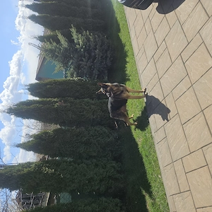 Vand pui ciobanesc german - imagine 2