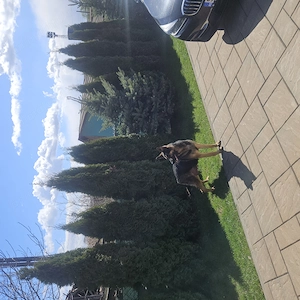 Vand pui ciobanesc german - imagine 4