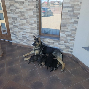 Vand pui ciobanesc german - imagine 5