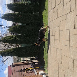 Vand pui ciobanesc german