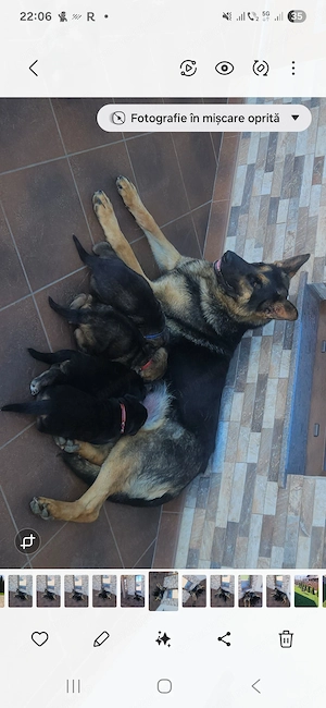 Vand pui ciobanesc german - imagine 3