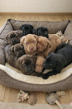 Pui de vânzare - Cane Corso rasă pură