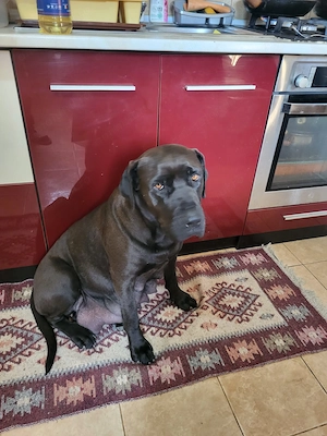 Pui de vânzare - Cane Corso rasă pură - imagine 2