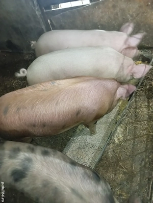 Vând porci crescuți natural 