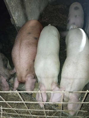 Vând porci crescuți natural  - imagine 2