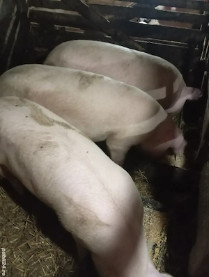 Vând porci crescuți natural  - imagine 3