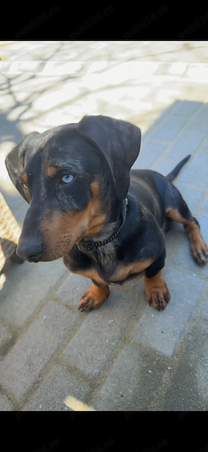 Micuți energici și sanatoși ,perfecți pentru familia ta!