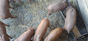 Vand purcei duroc mancaciosi