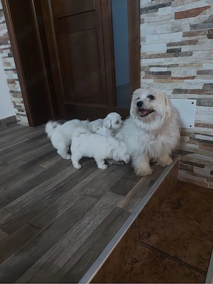 Pui de Bichon - imagine 3