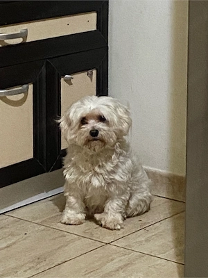 Pui de Bichon - imagine 2