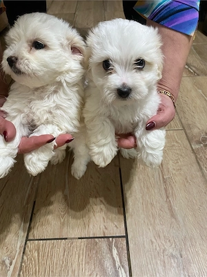 Pui de Bichon - imagine 5