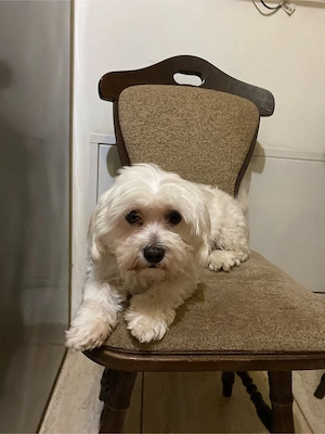 Pui de Bichon - imagine 4