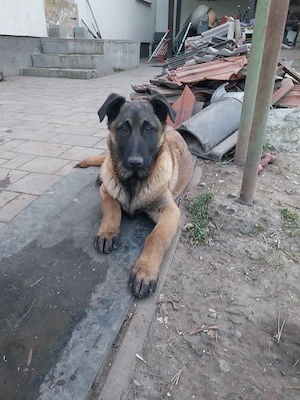 Adopție Mascul Ciobanesc Belgian  - imagine 4