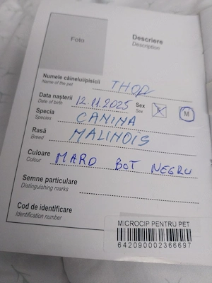 Adopție Mascul Ciobanesc Belgian  - imagine 5