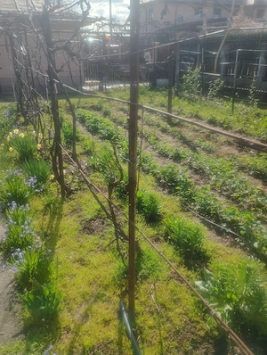 Casă+teren intravilan de vânzare, preț negociabil ,cu deschidere la șosea 30 me ,în Călărași ! - imagine 5