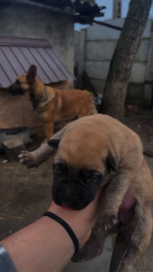 Ciobanesc Belgian Malinois  - imagine 3