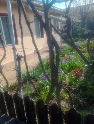 Casă+teren intravilan de vânzare, preț negociabil ,cu deschidere la șosea 30 me ,în Călărași ! - imagine 2