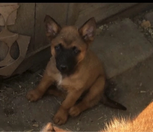 Ciobanesc Belgian Malinois  - imagine 2