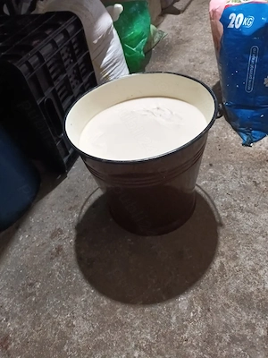 Untură de porc, de curte