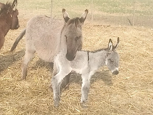 Măgarița gestantă de vânzare 