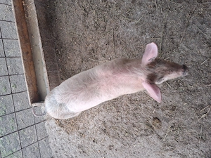 Purcel necastrat  13 saptamani 