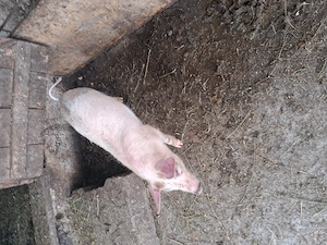 Purcel necastrat  13 saptamani  - imagine 2