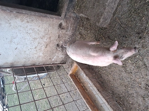 Purcel necastrat  13 saptamani  - imagine 3