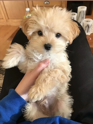 maltipoo crem auriu 2 luni - imagine 3