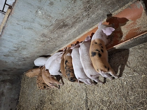 Vând purcei 6 săptămâni 600lei perechea.  - imagine 2