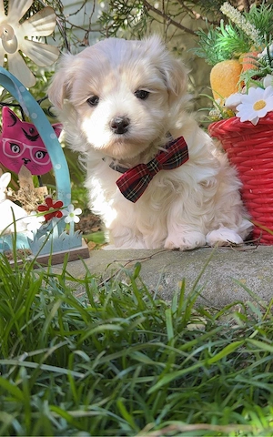 Bichon Maltese Talie Mica