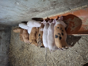 Vând purcei 6 săptămâni 600lei perechea. 