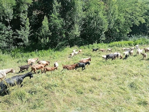 capre de vanzare - imagine 4