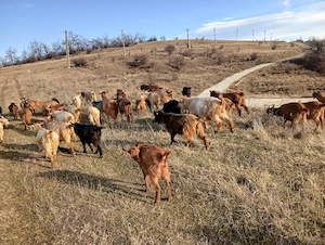 capre de vanzare - imagine 2