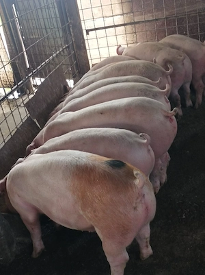 Șoldani de vânzare 