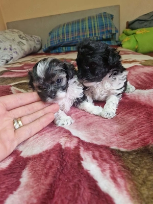 Bichoni cauta o noua căsuța!!!  - imagine 2